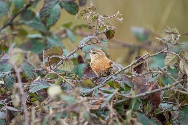 Où pratiquer l'observation des oiseaux dans le delta de la Camargue ?